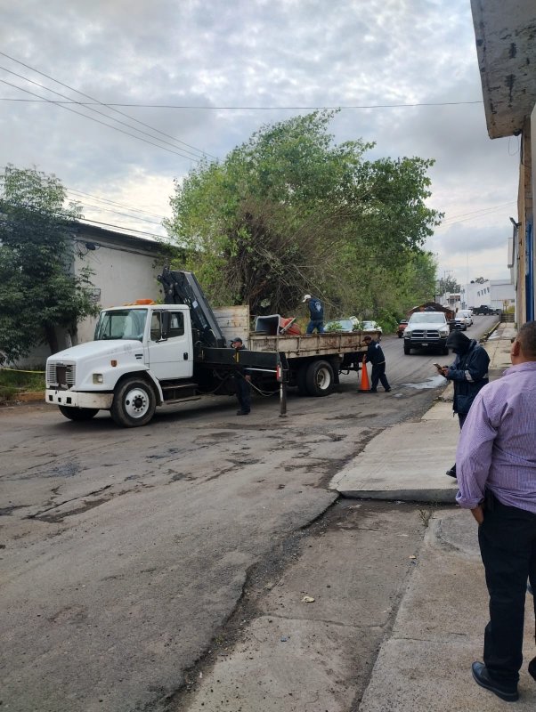 Retira Parques y Jardines del Ayuntamiento árbol a punto de caer