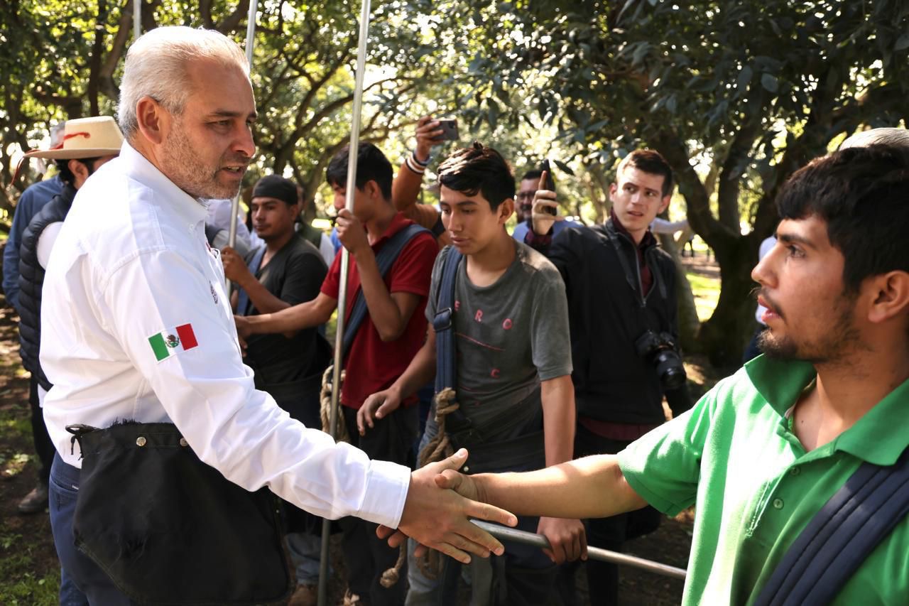 Busca Bedolla proteger y distinguir aguacate michoacano con Indicación Geográfica