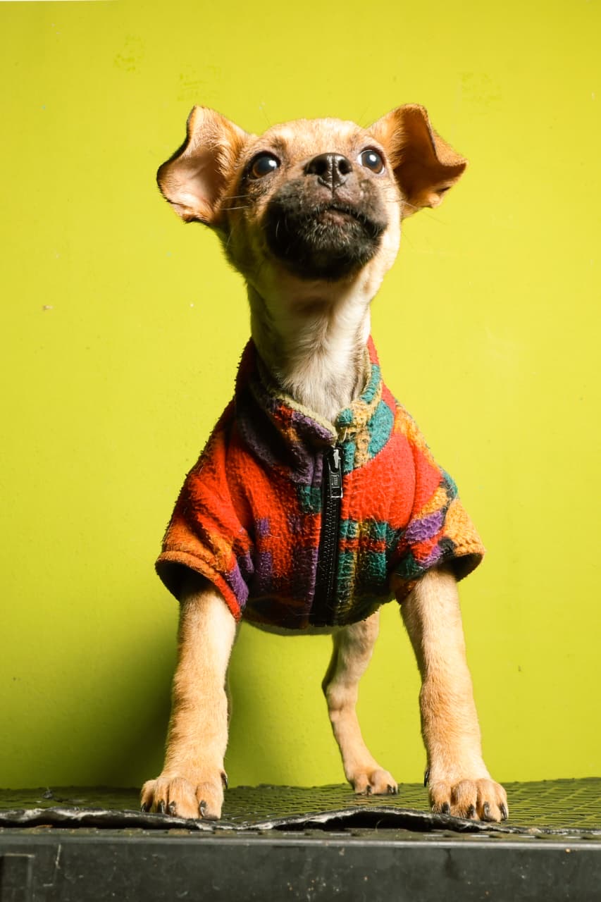 IMPA invita a cambiar una vida con la Primera Jornada de Adopción de perros y gatos