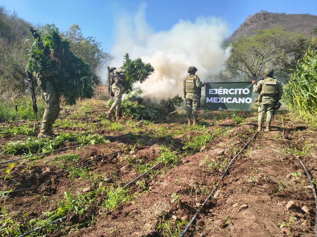 Destruyen más de 13 mil plantas de marihuana en la sierra de Turicato